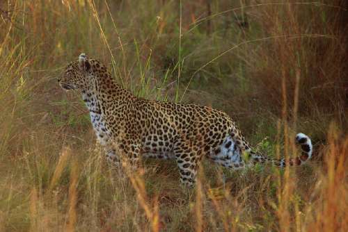 Leopard in the Krüger Park: 26 kb; clicca l'immagine per ingrandirla
