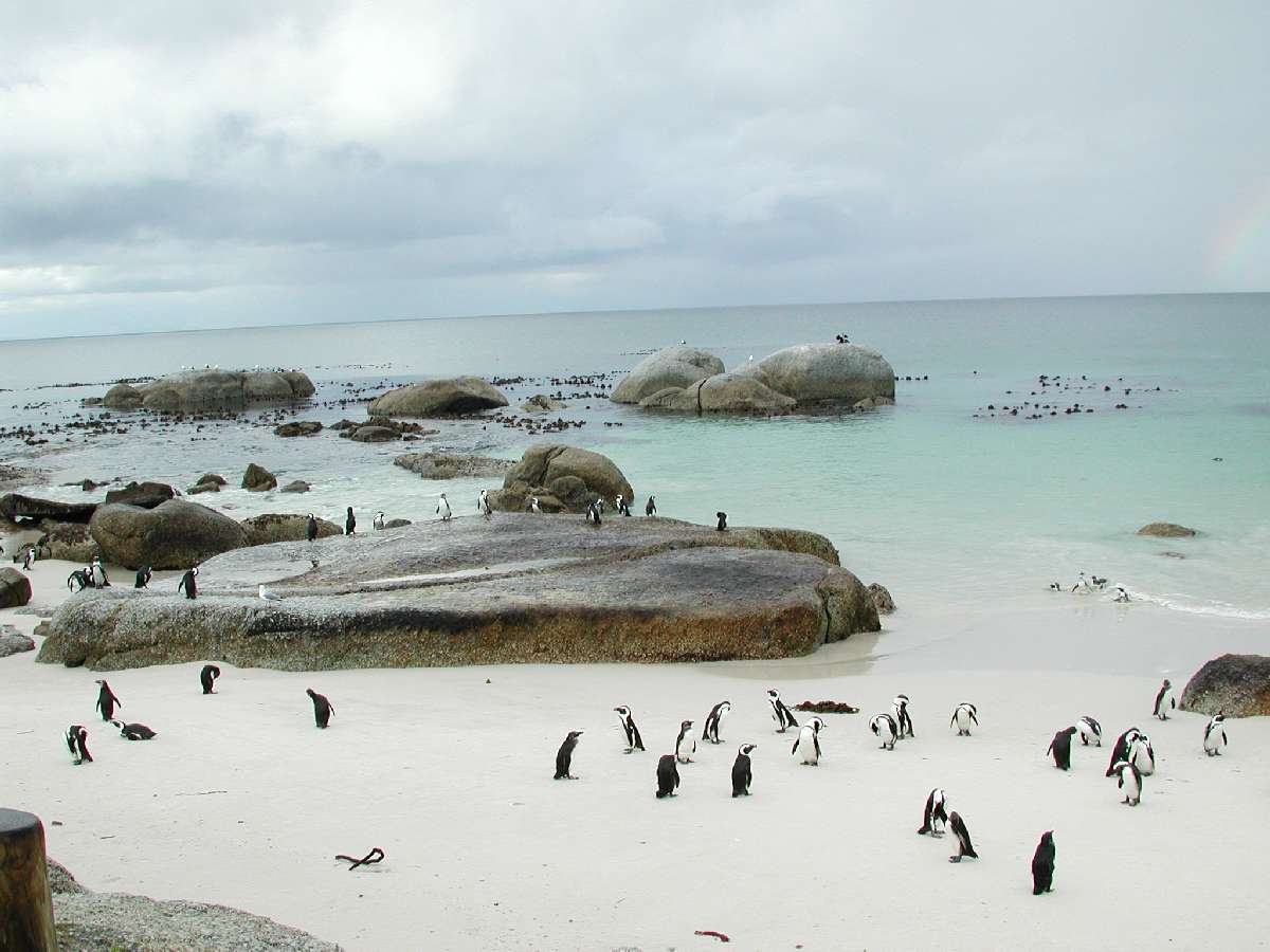 1) I pinguini del Capo di Buona Speranza: 81 KB; clicca l'immagine per ingrandirla