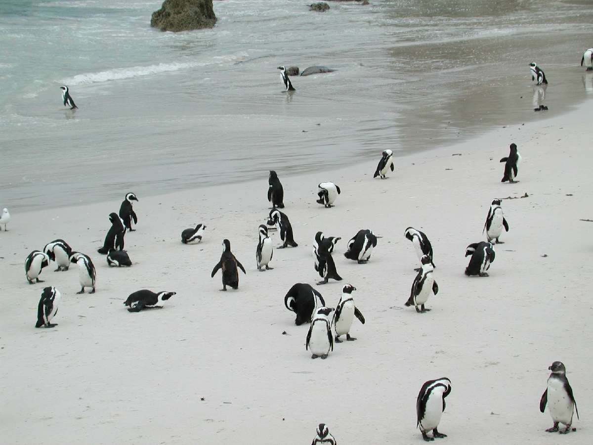 2) I pinguini del Capo di Buona Speranza: 80 KB; clicca l'immagine per ingrandirla