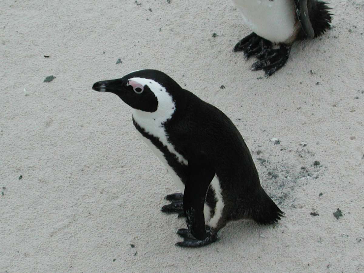 1) I pinguini del Capo di Buona Speranza: 101 KB; clicca l'immagine per ingrandirla
