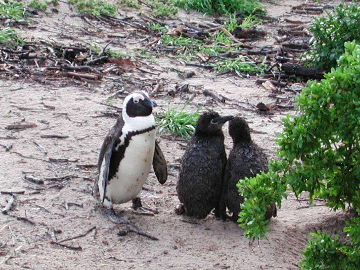 2) I pinguini del Capo di Buona Speranza: 161 KB; clicca l'immagine per ingrandirla