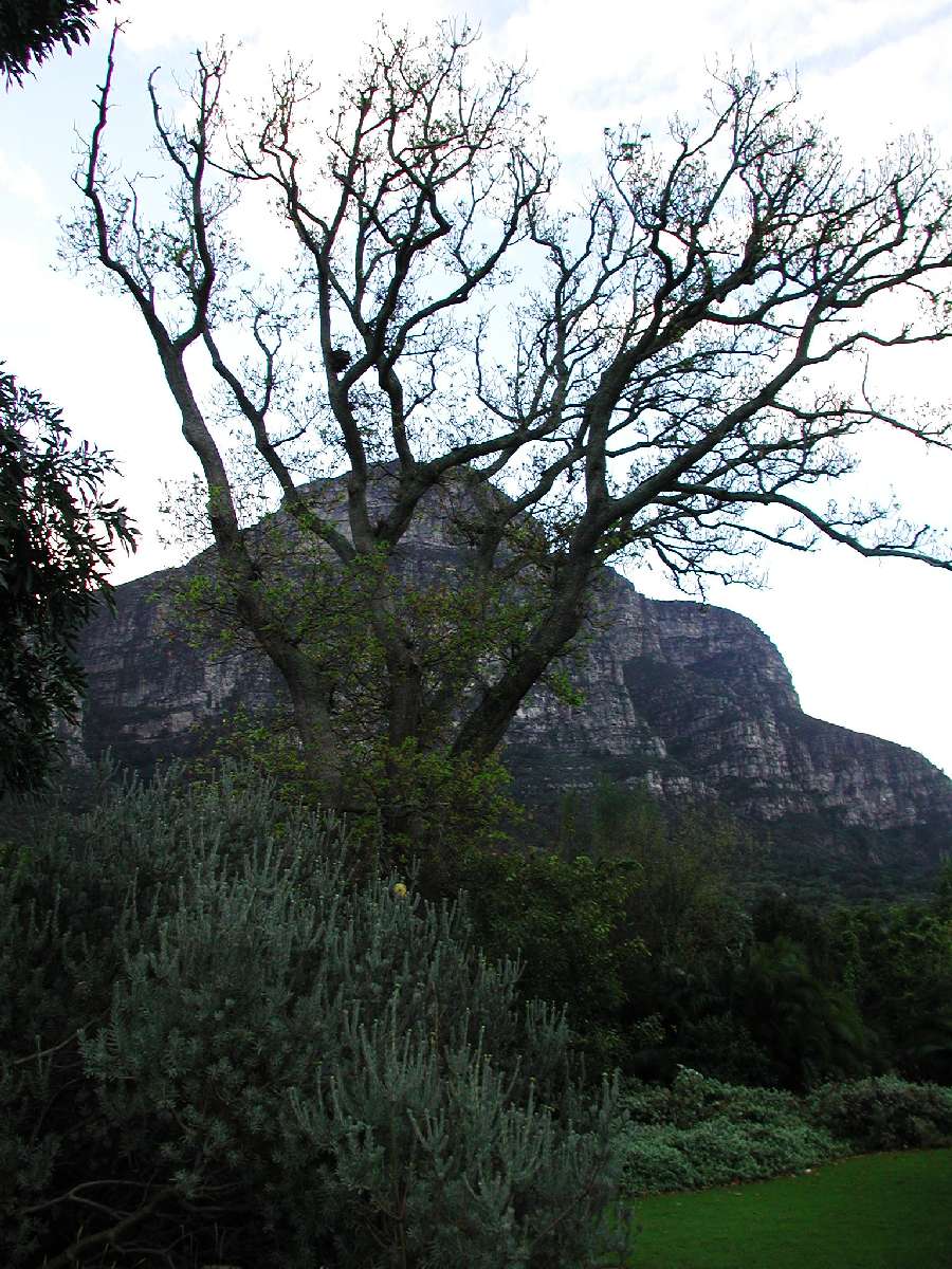 2) L'orto botanico di Città del Capo: 189 KB; clicca l'immagine per ingrandirla