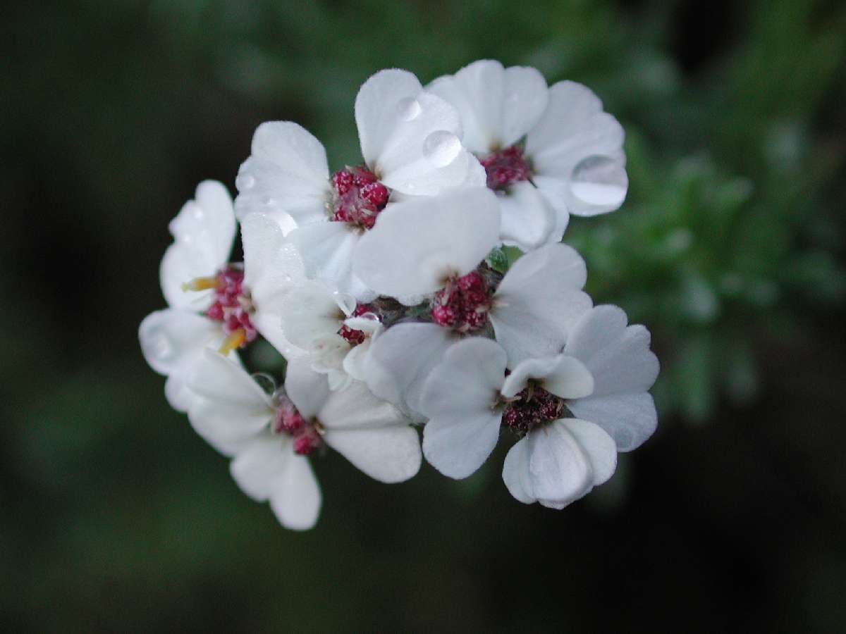 Un fiore del giardino botanico di Città del Capo: 46 KB; clicca l'immagine per ingrandirla