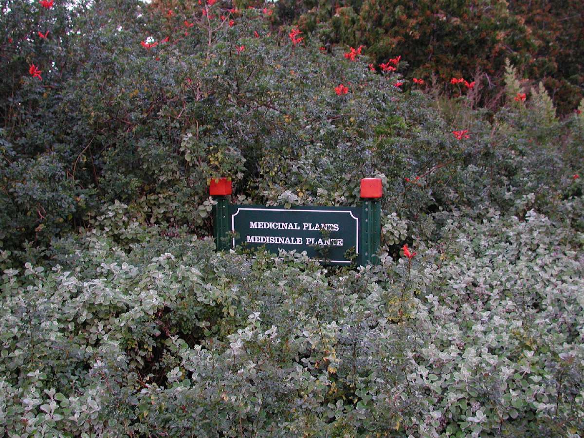 2) Piante del giardino botanico di Città del Capo: 209 KB; clicca l'immagine per ingrandirla