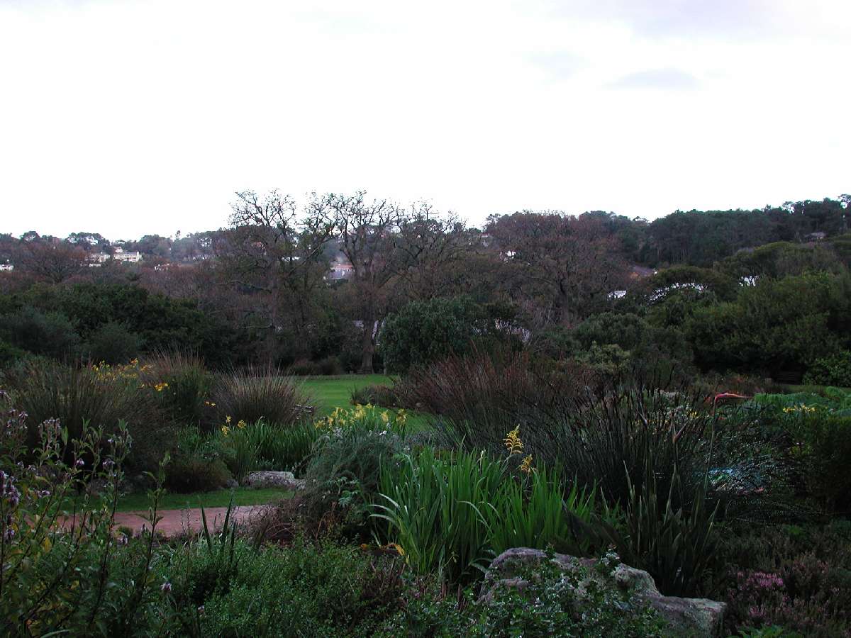 1) Piante nell'orto botanico di Città del Capo: 116 KB; clicca l'immagine per ingrandirla