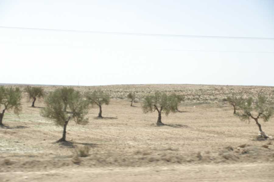 Olive tree: 33 KB; click on the image to enlarge
